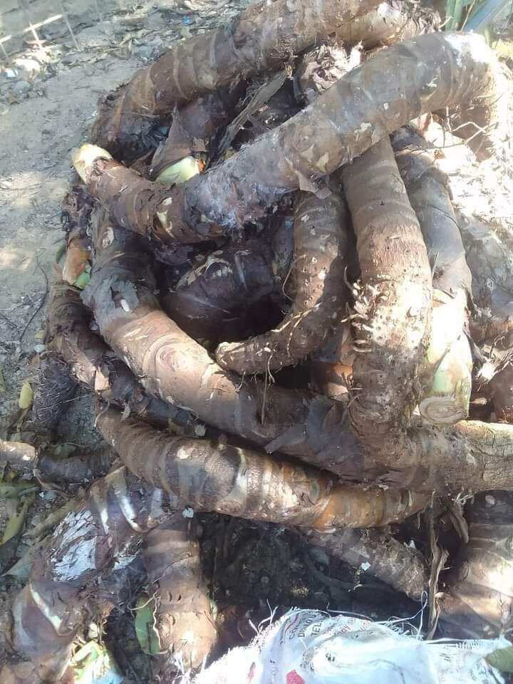 1kg củ bạc hà núi cây ráy voi. có sẵn