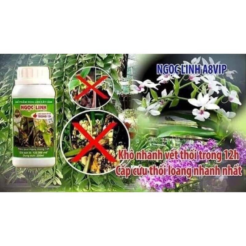 Chế phẩm ngọc linh a8 vip khô nhanh vết thối trong 12h