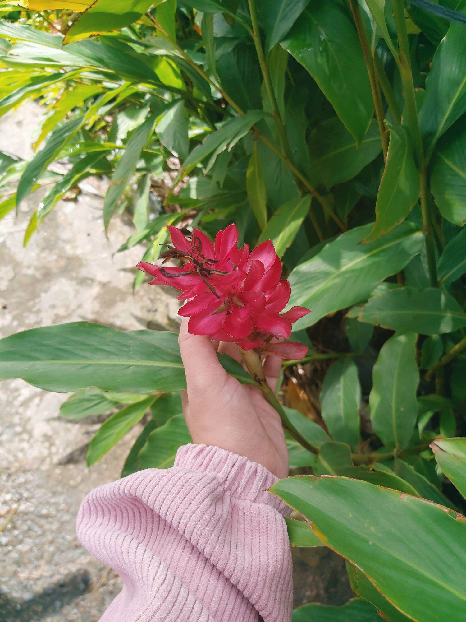 Cây hoa hạnh phúc