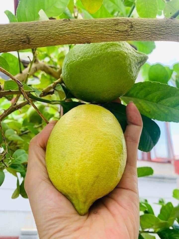 Cây Chanh Mỹ Vàng đang trái