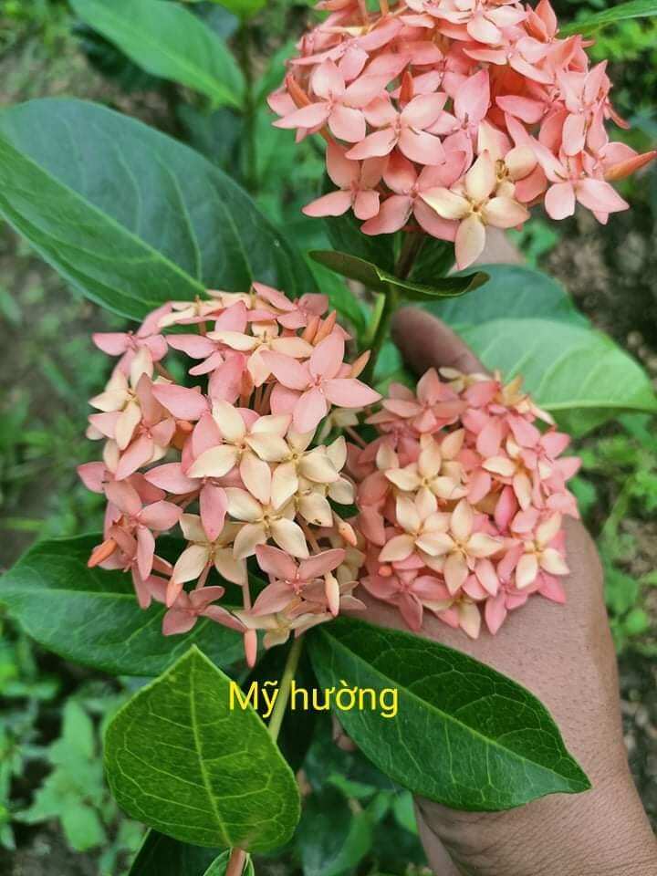 Cây giống mỹ hường