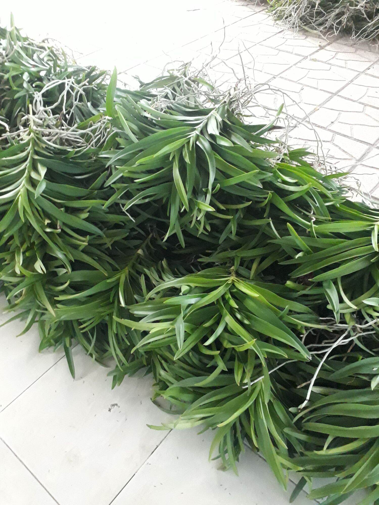 Combo 6 cây lan giống 5 màu,đỏ,2vàng,tím,hồng.cam
