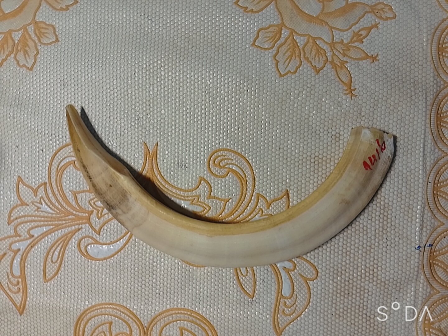 Nanh heo rừng indonesia thật 100%, nanh to rất già dài 14,5-14,9cm giá 1500k