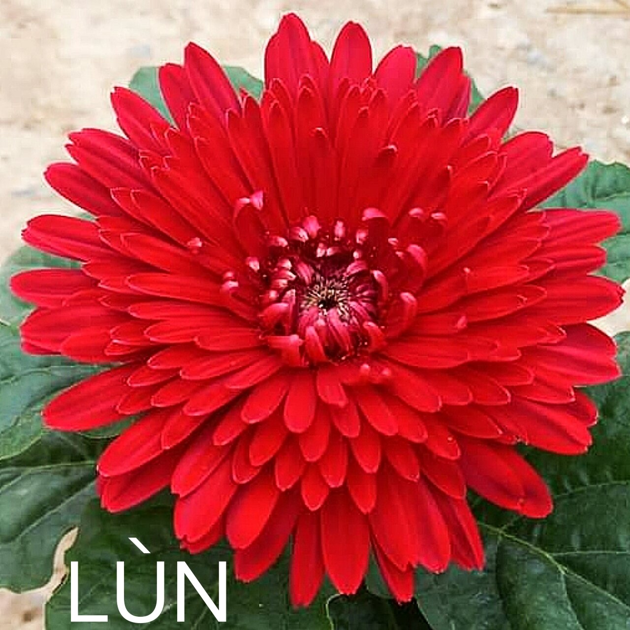 Cúc đồng tiền đỏ lùn 28