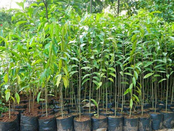 0,5kg túi bầu ươm cây 10x16