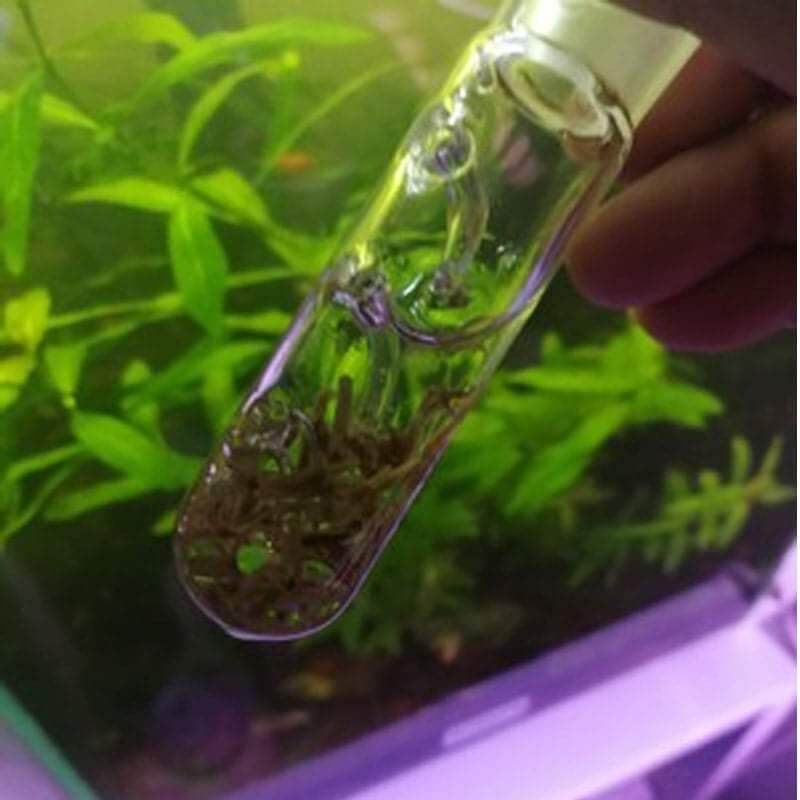 Bẫy Sán Thủy Tinh Siêu Đẹp , Dụng Cụ Bẫy Sán Thủy Tinh Hồ Cá