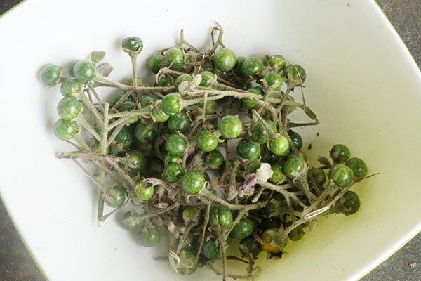 Quả cà gai