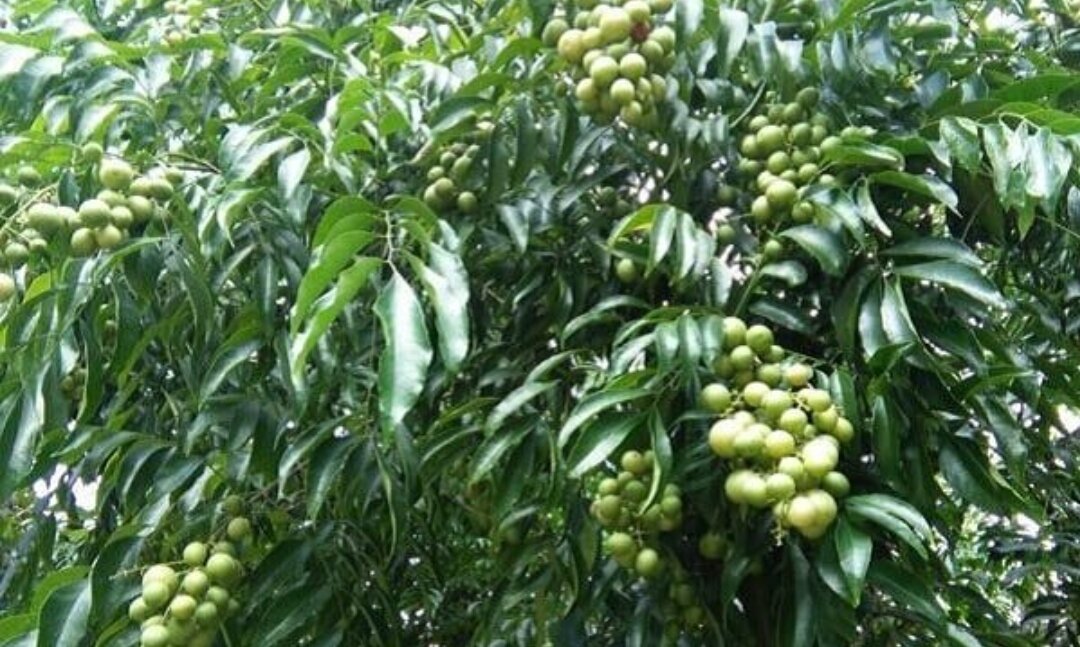 lá mắc mật tươi nhà trồng (500gr)