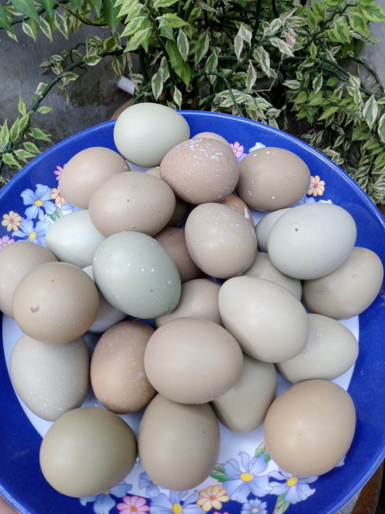10 trứng chim trĩ về ấp có cồ