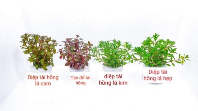 cây thuỷ sinh cắt cắm lá cạn không cần co2