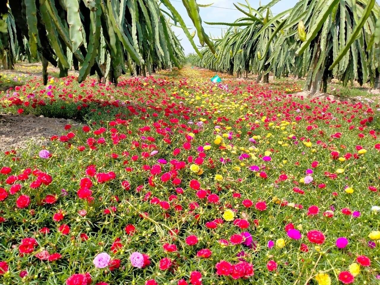 Hoa mười giờ thái kép