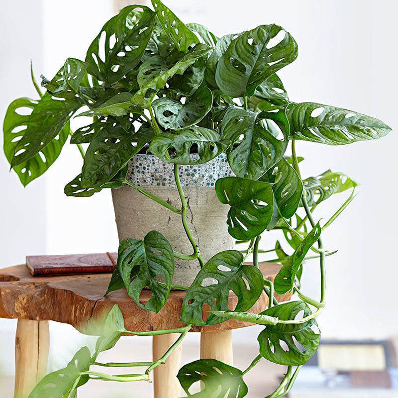 Cây Trầu Bà Lỗ