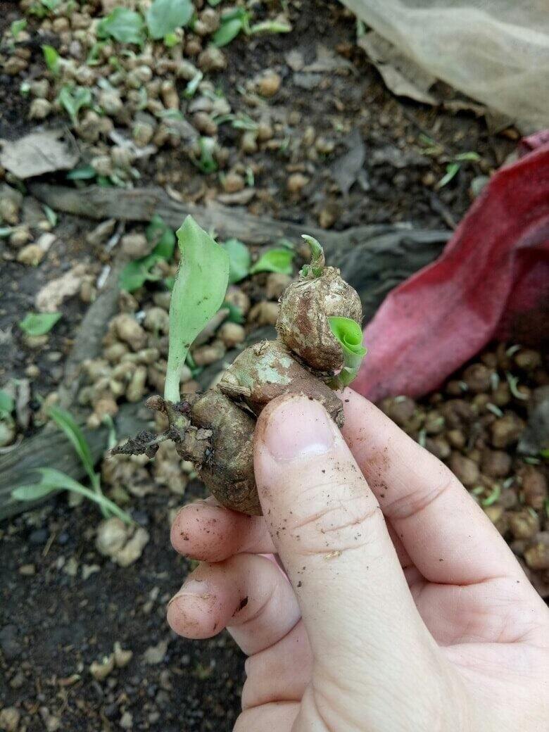 Củ xá kén/xá kiếng/địa liền nhỏ 500g làm giống