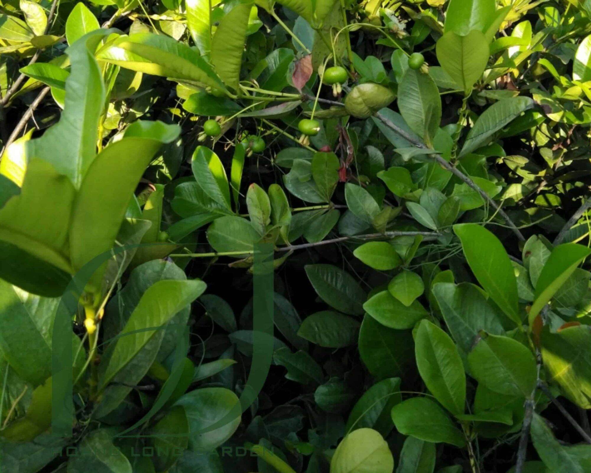 Cây Cherry Brazin Tứ Quý (Cherry nhiệt đới ra trái quanh năm)