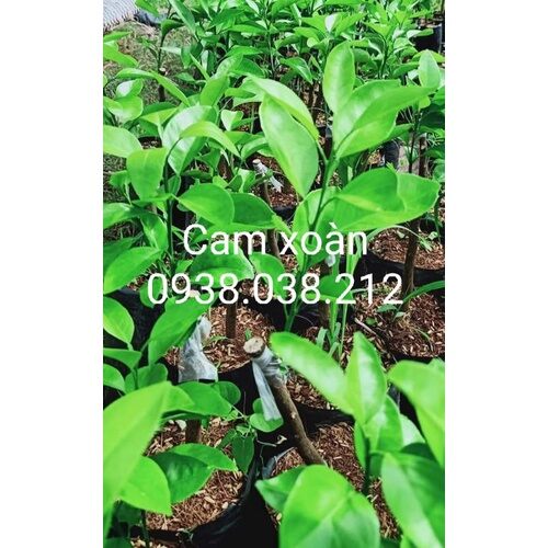 CÂY GIỐNG CAM XOÀN
