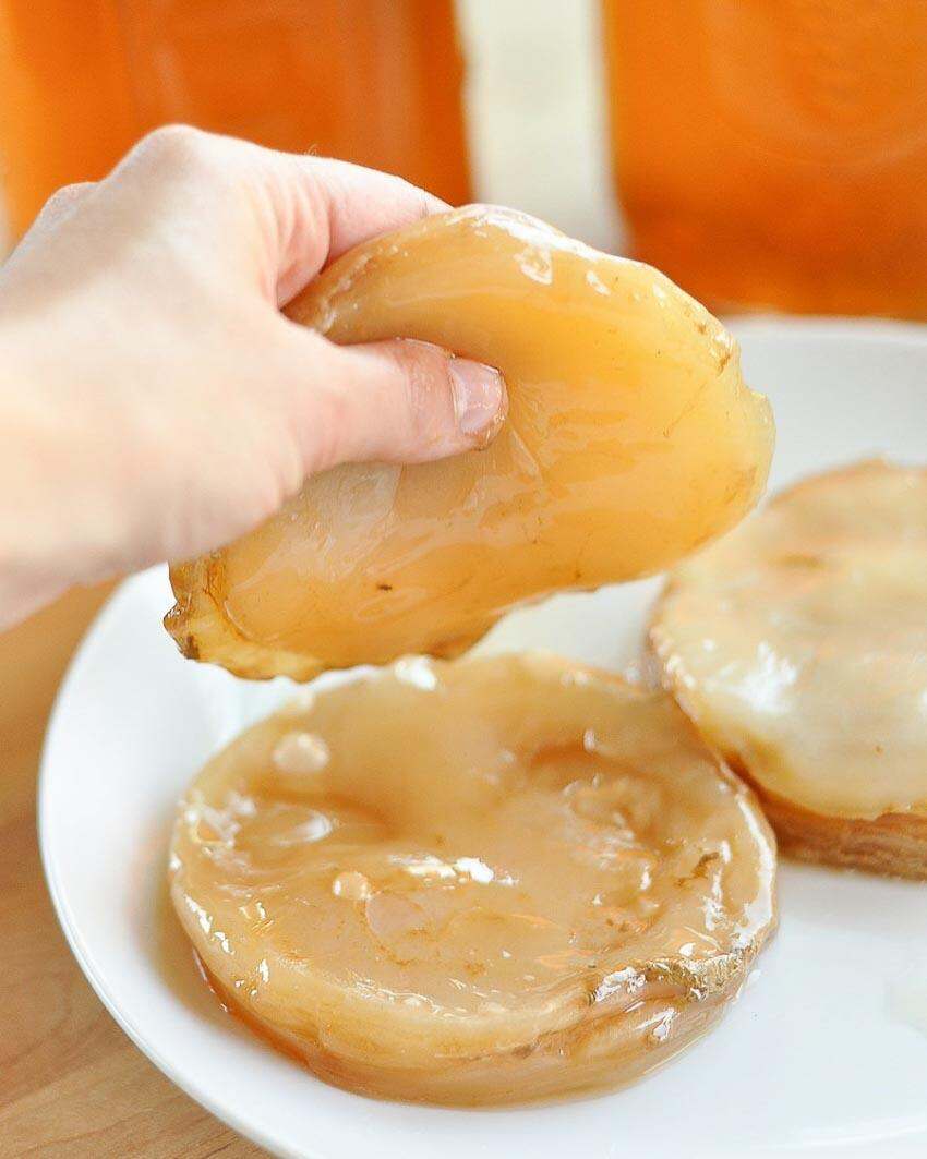 SCOBY kèm nước mồi Con giống làm trà Kombucha