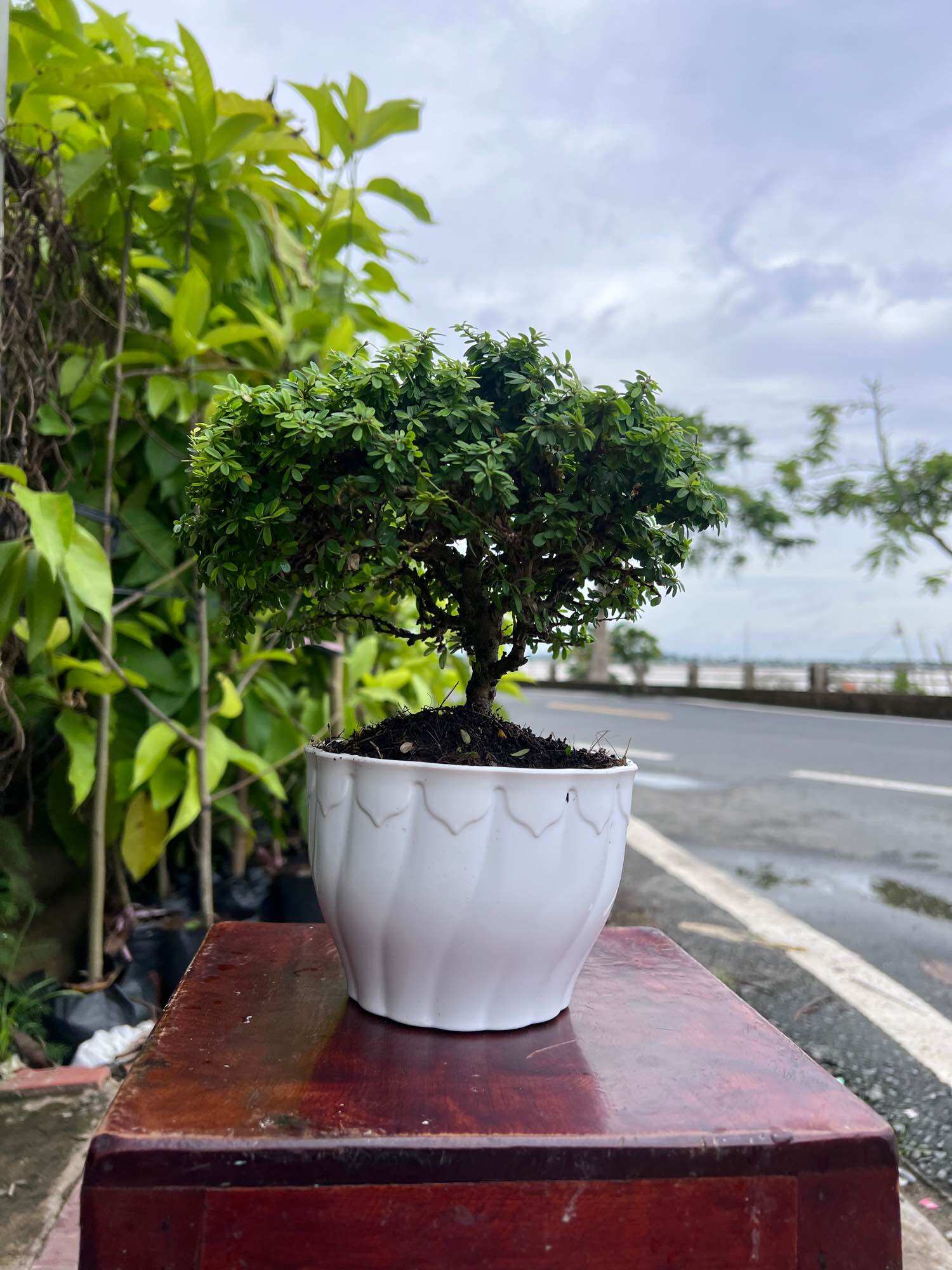 Linh sam hạt gạo siêu bông bonsai mini  tròn tàn