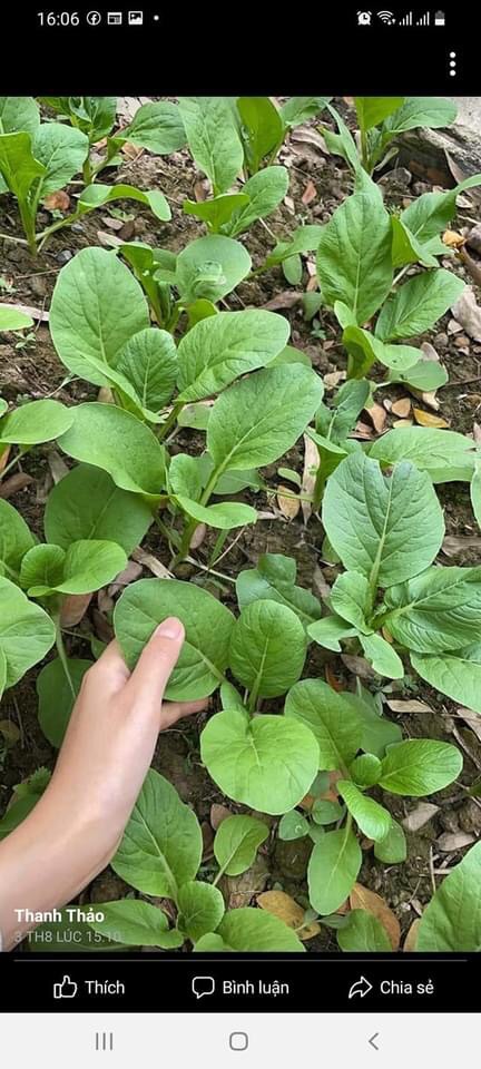 Rau cải ngọt hoặc cải thìa 1kg
