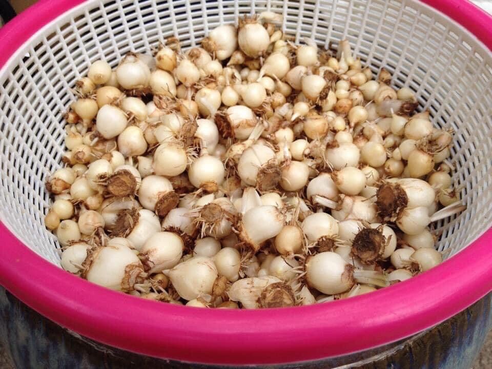 Củ hoa alium chơi Tết