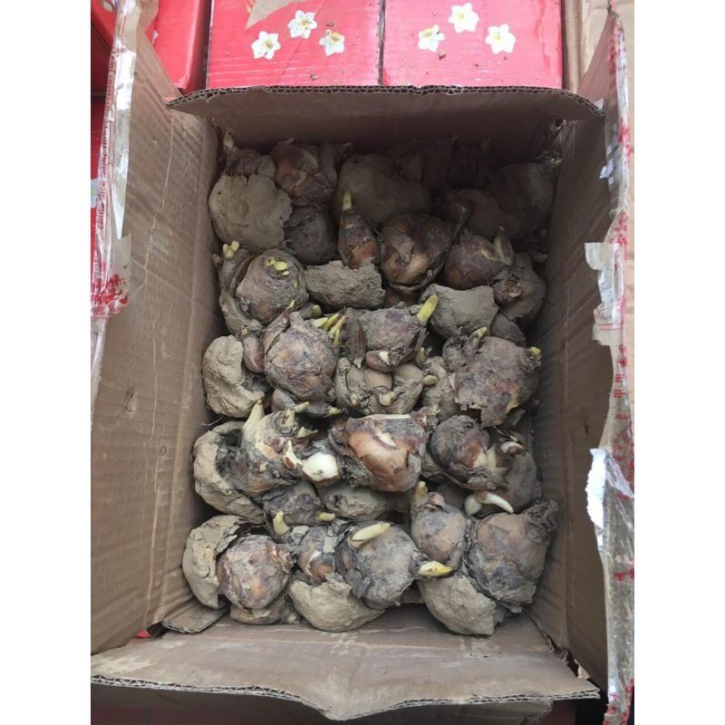 Củ hoa thủy tiên nước