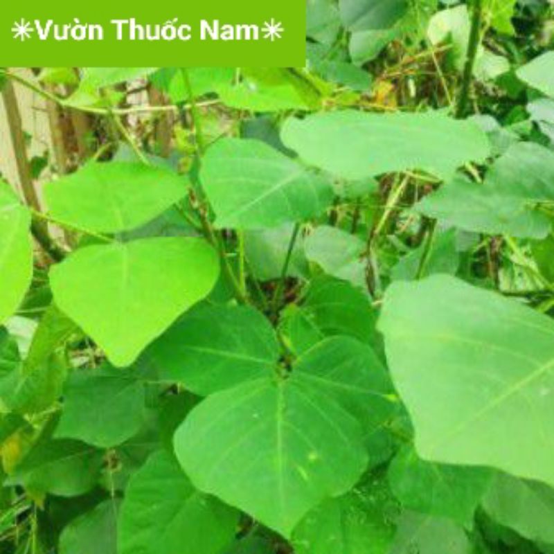 Combo 10 hom vông nem 30cm nhiều mắt.