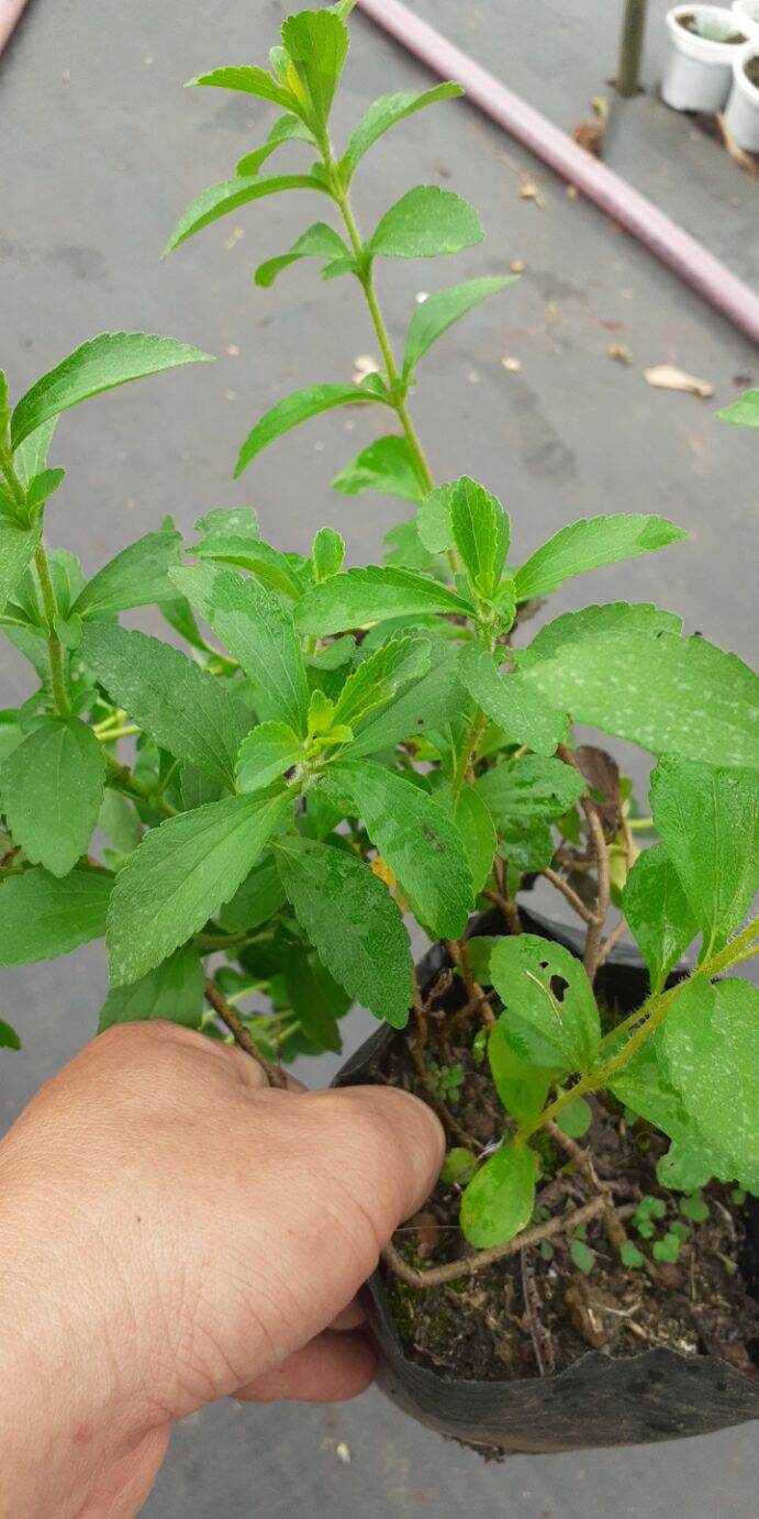 Cây cỏ ngọt chậu trung