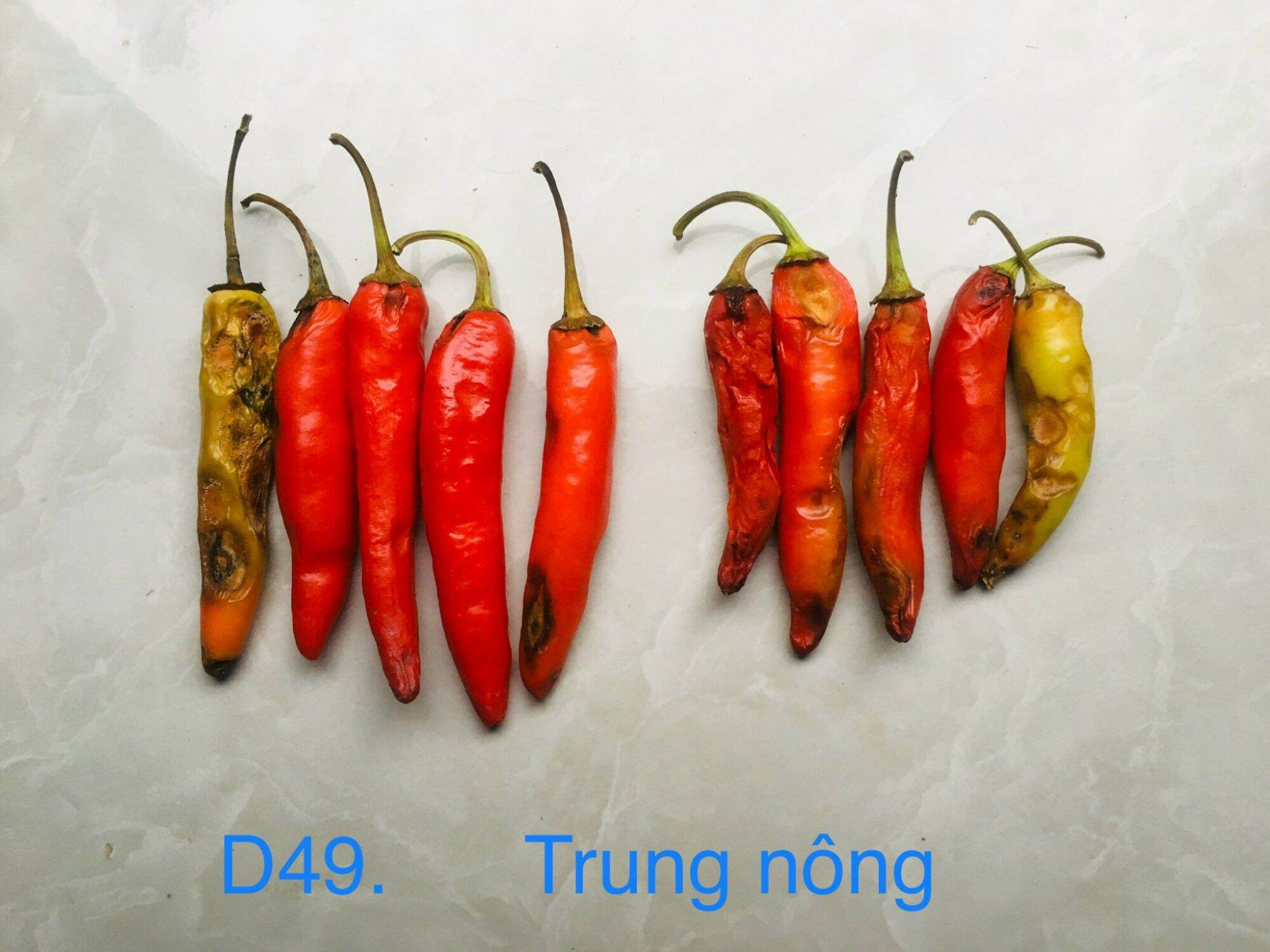 Gói 5g hạt giống Ớt Sừng vàng châu phi