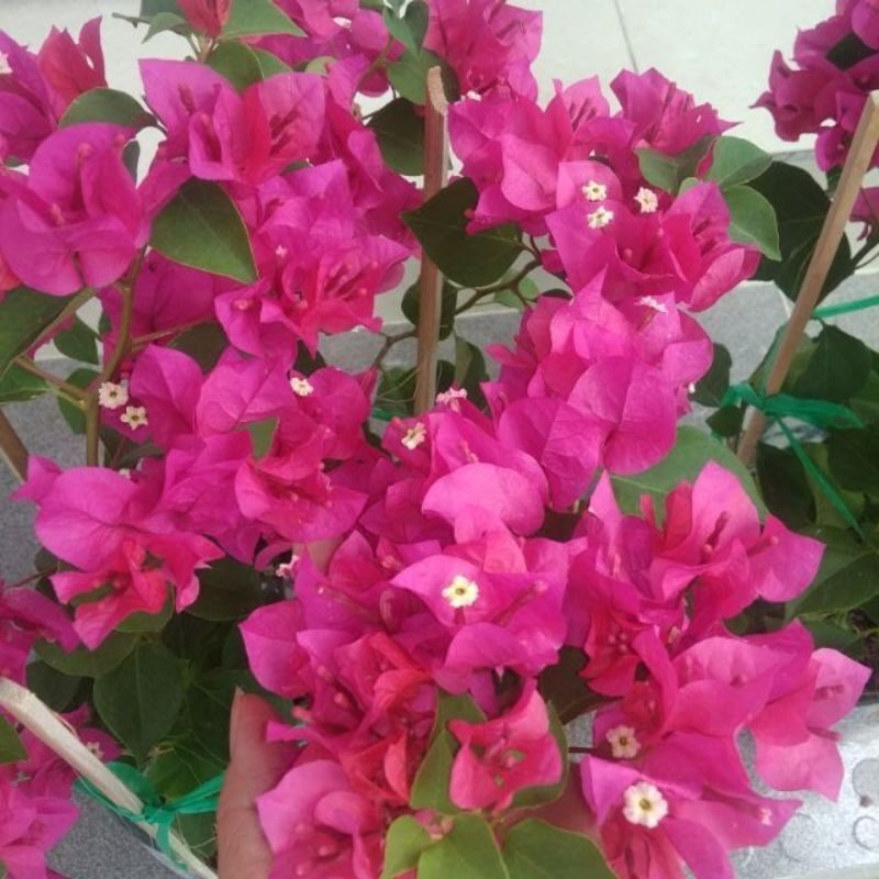 5 CÂY HOA GIẤY MIX ĐỦ MÀU