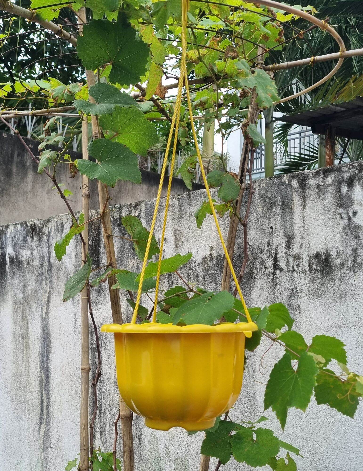 Chậu bí treo size 22cm