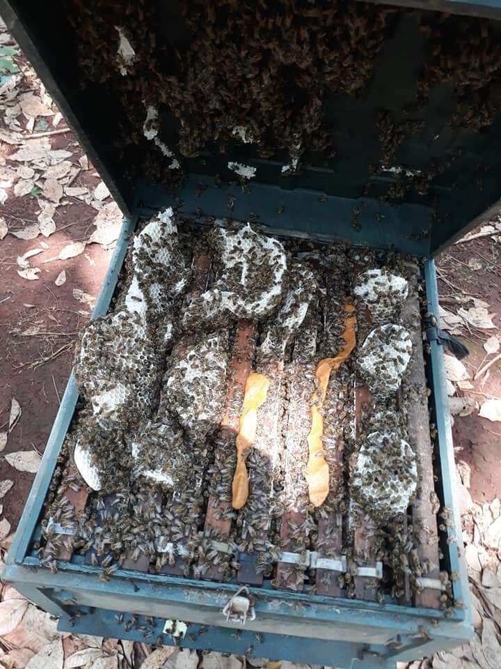 1 lít mật ong nhà nuôi