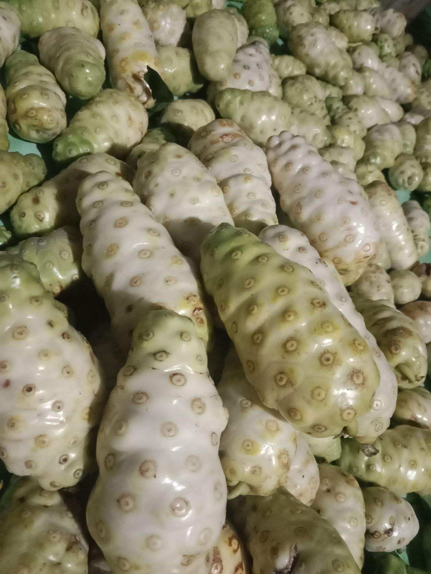 Trái nhàu tươi, nhàu già, Nhàu xanh, giao hàng miền nam khách miền bắc nhắn cho shop ạ