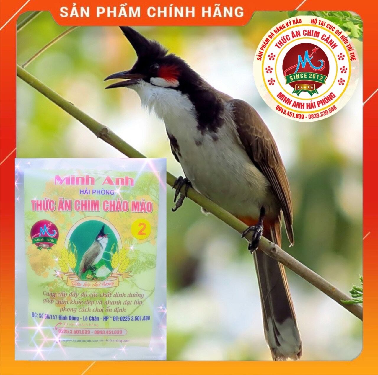 Cám chim chào mào minh anh số 2