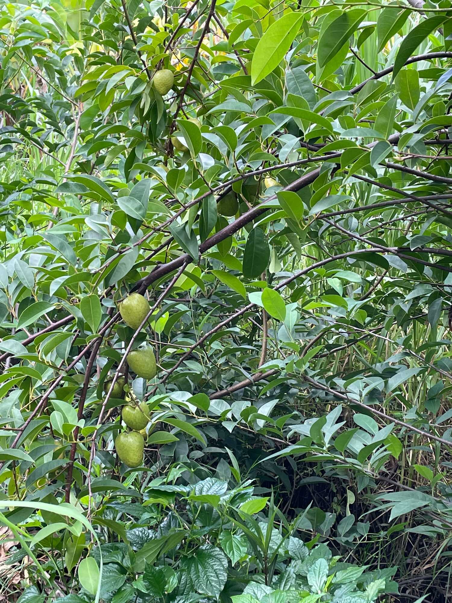 Lá bình bát tươi