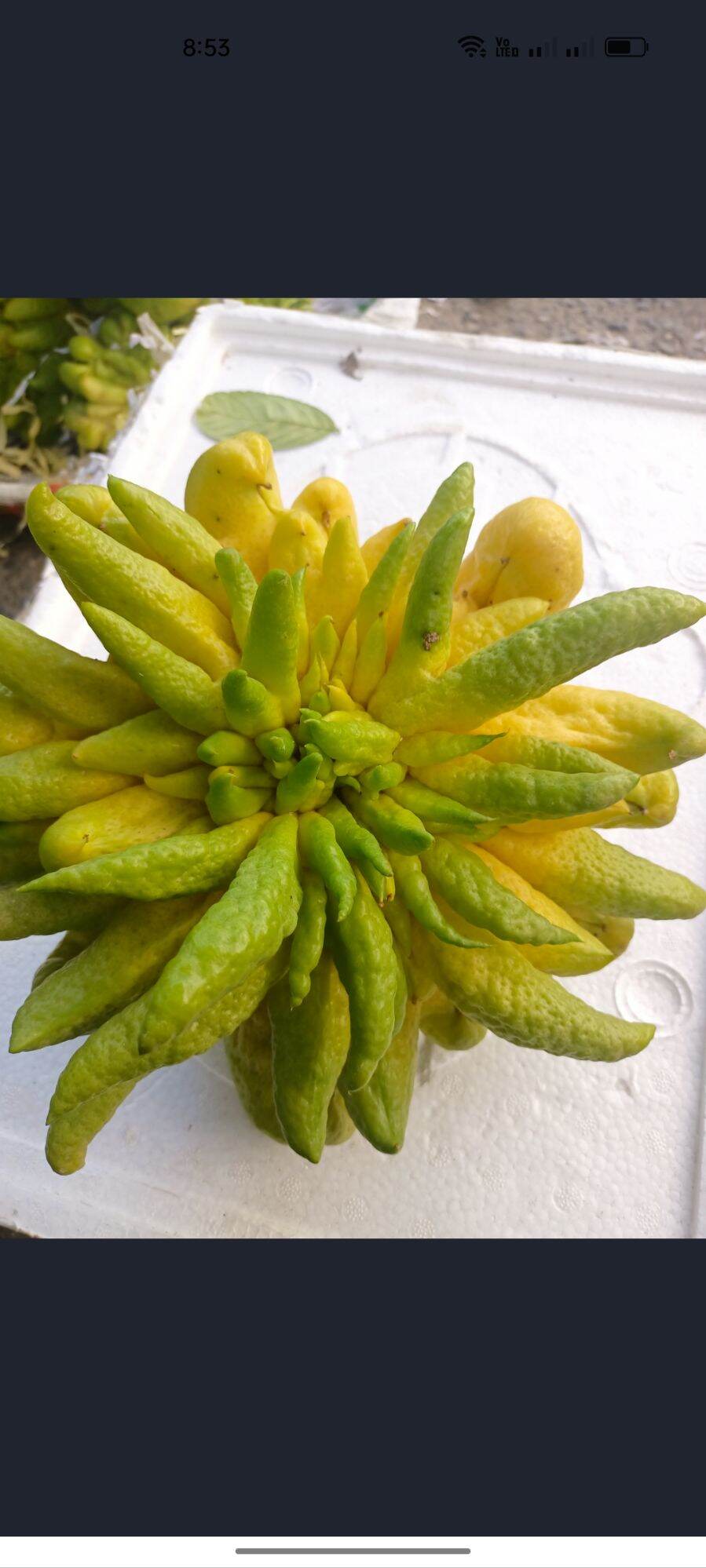 phật thủ 1quả