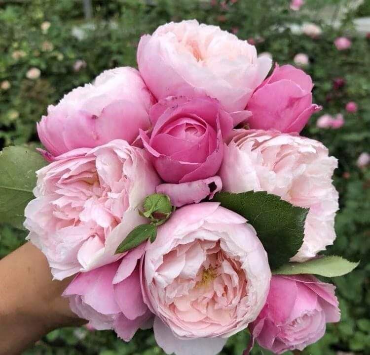Hoa hồng Plume Rose (Leo) - form cánh cúp