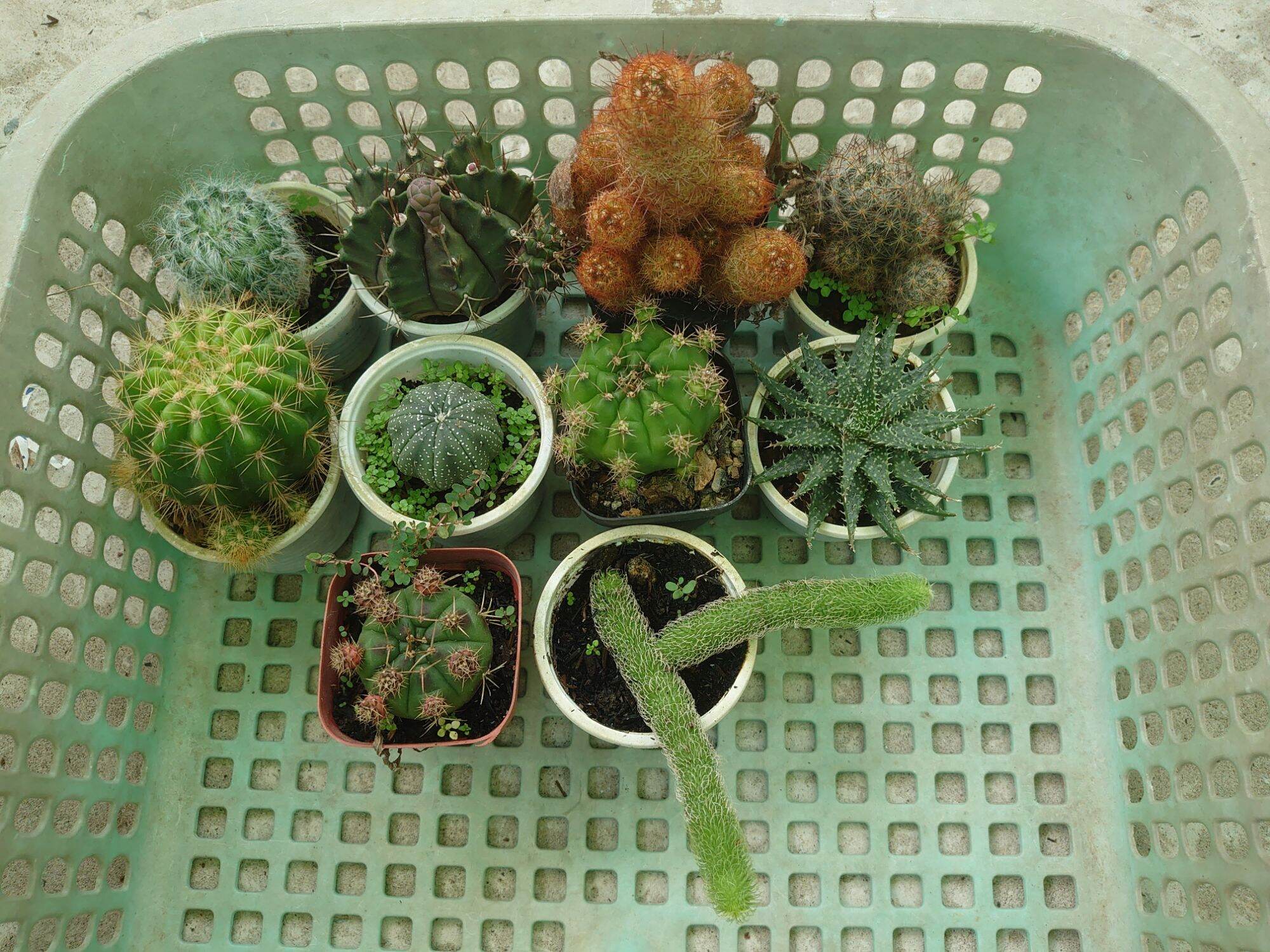 combo 10 loại xương rồng (cây ko chậu)