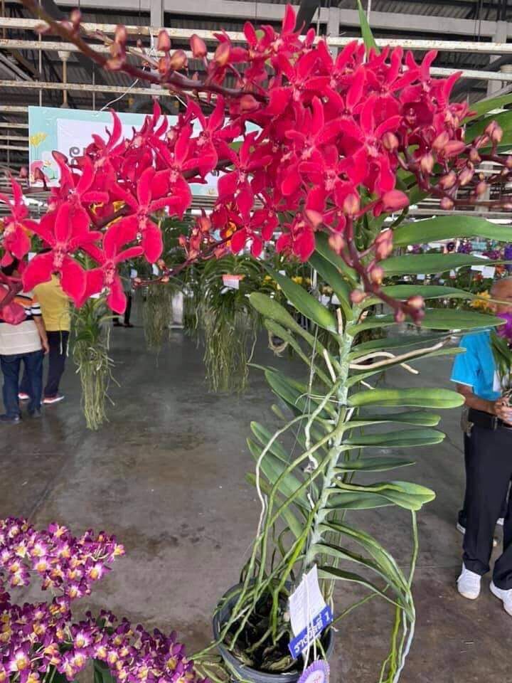 Hoa Lan hoàng tử đỏ(cây giống)