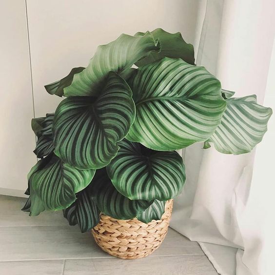 Chậu Đuôi Công Táo Xanh sz trung Calathea makoyana