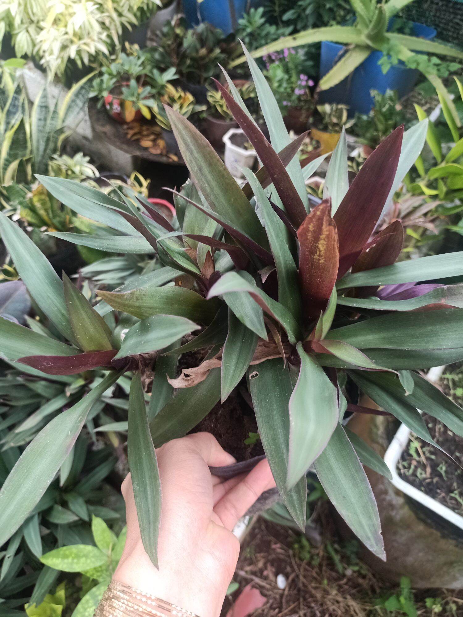 cây lẻ bạn