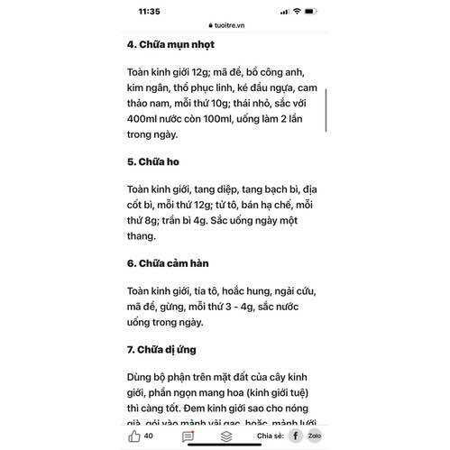 Cây giống Rau kinh giới