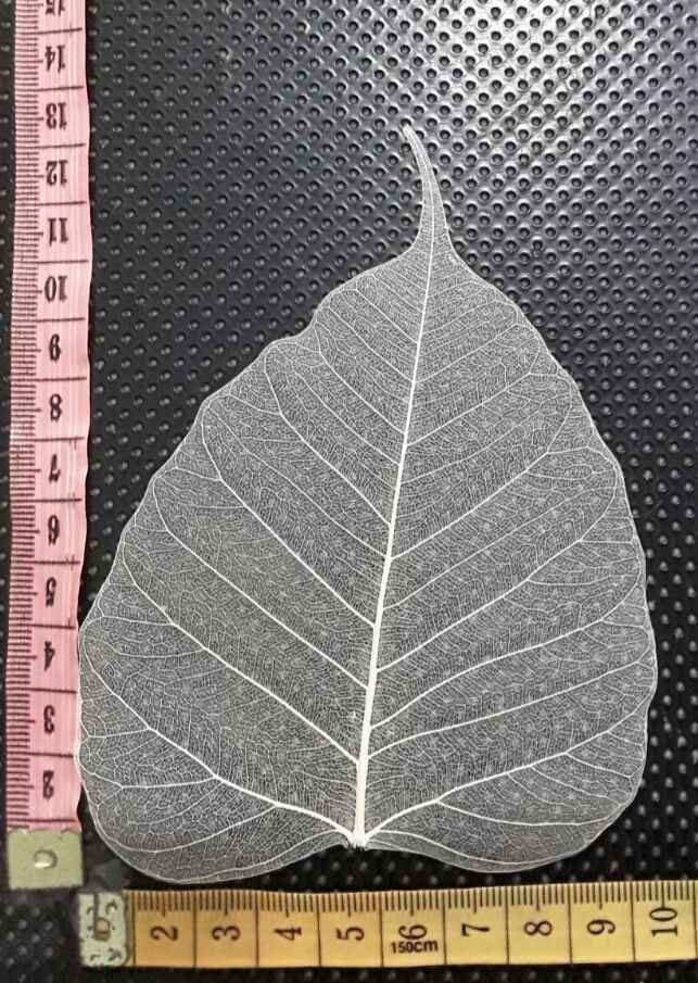XƯƠNG LÁ SIZE LỚN ngang từ 13 -15cm