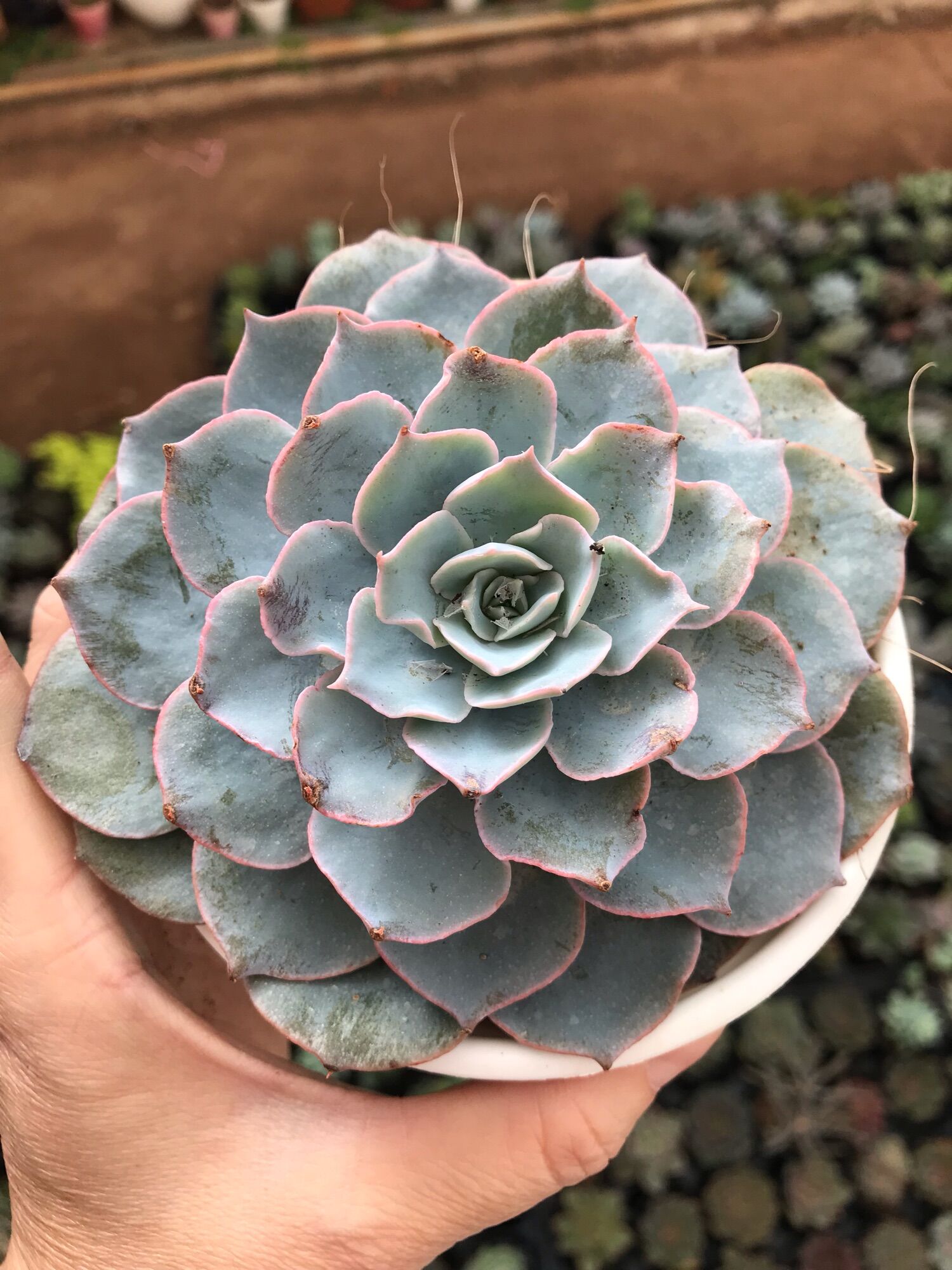 Sen đá hồng phấn cute size chậu trung