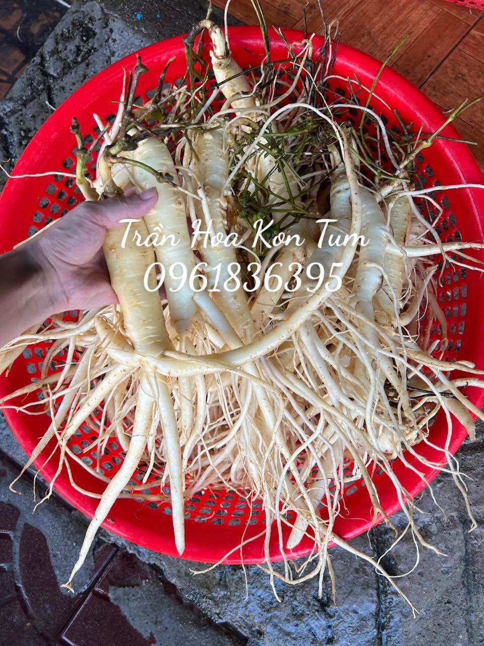 Sâm dây Ngọc Linh 5 củ/kg