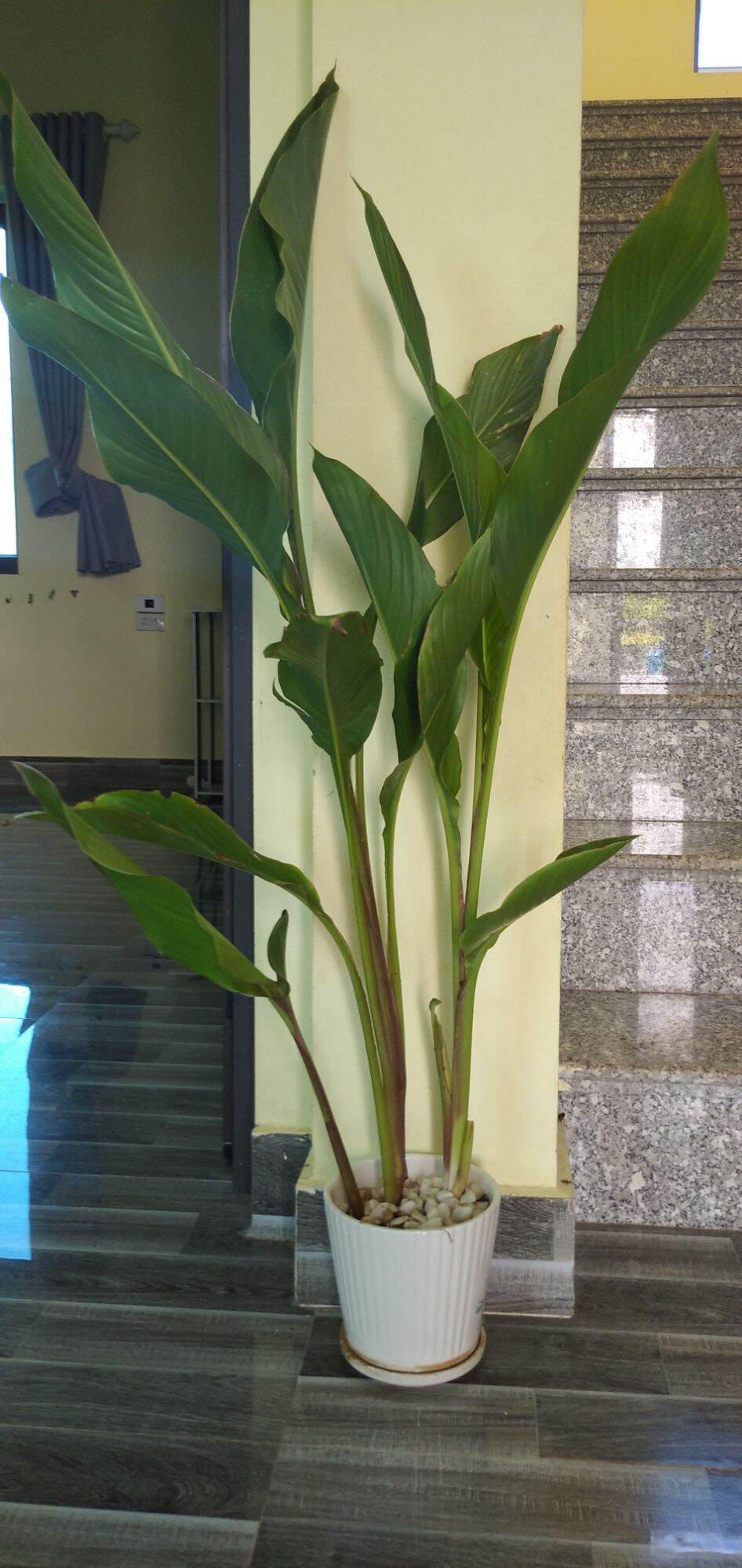 cây dong riềng đỏ làm cảnh, làm thuốc