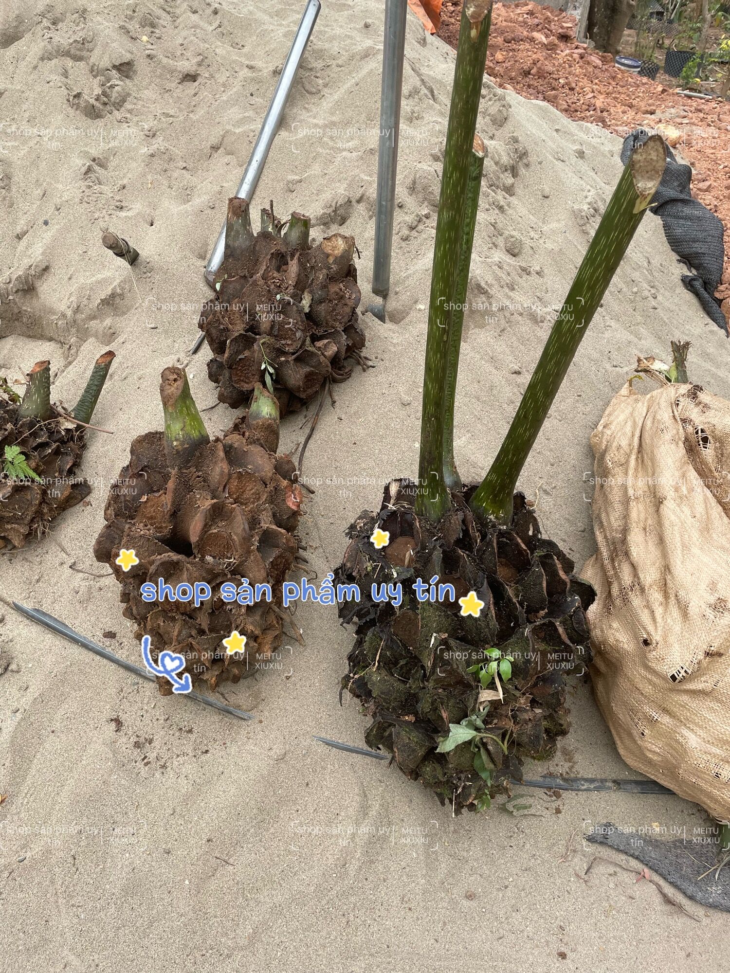 Cây móng ngựa 7-8kg