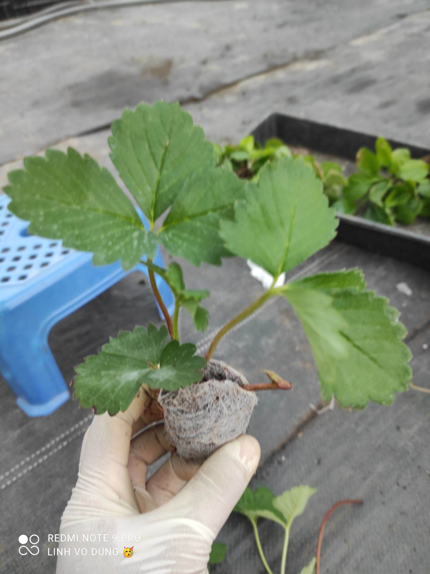 3 ngó dâu tây quả ngọt chịu nhiệt