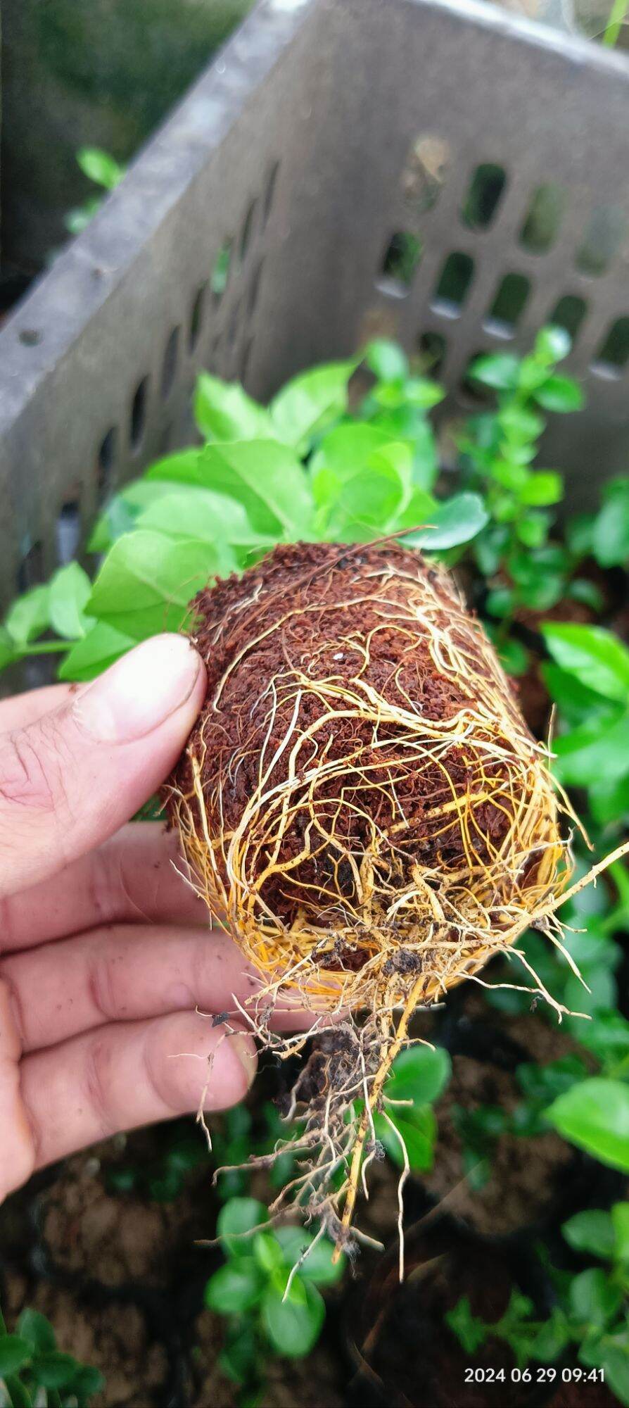 cây giống sam hương làm bonsai mini