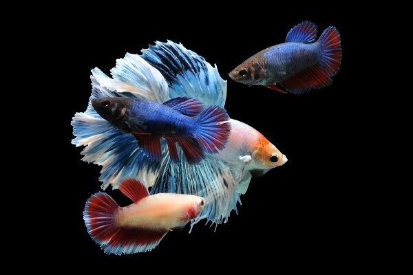 【 2 cặp trống mái + 1 thức ăn 】 Betta Halfmoon màu ngẫu nhiên size sinh sản. Hoàn tiền khi có rủi ro