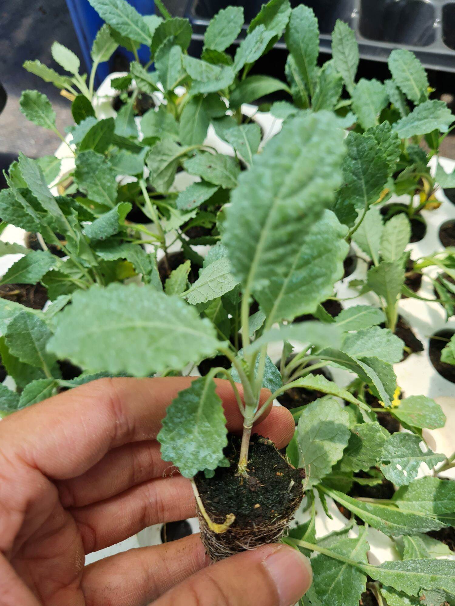 Combo 5 cây cải Kale khủng long xanh