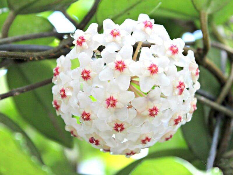 Lan cẩm cù